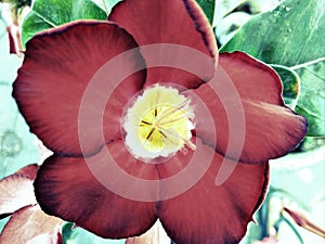 Adenium obesumÂ is aÂ speciesÂ ofÂ flowering plantÂ in theÂ dogbaneÂ family